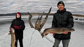 ЖЕРЛИЦЫ ПО ПОСЛЕДНЕМУ ЛЬДУ. УПЛЫЛИ НА СОБАКЕ!