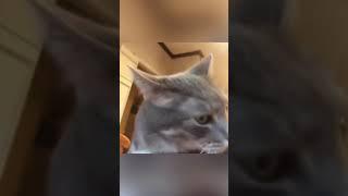 "Purr-fectly Funny: Cats Being Clumsy and Cute  #CatComedy #PetLOLs"