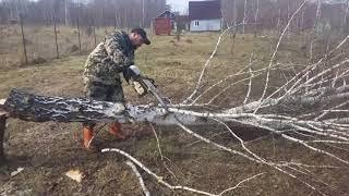 Расчистка участка: спил деревьев, корчевание пней