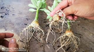 Adenium Root Training Method for bonsai updated result