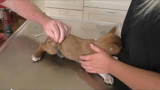 Remove mangoworms from dog - Remove mango worms from dog skin Удалите манговых червей с кожи собаки