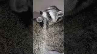 два еноты. two raccoons.