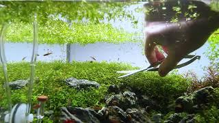 Pearlweed Aquarium Trimming by Nigel Aquascaping