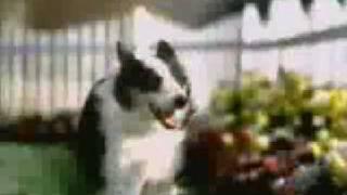 Funny Dog Commercial