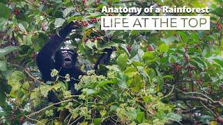 Anatomy of a Rainforest: Life at the Top