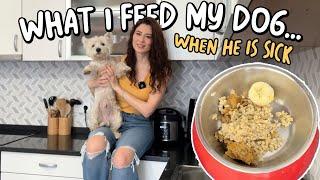 My dog has Diarrhea! What do I feed him? | Westie Food Allergies