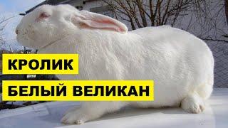 Разведение кроликов породы Белый великан как бизнес идея | Кролик Белый Великан