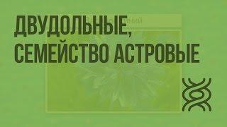 Двудольные, семейство Астровые. Видеоурок по биологии 6 класс