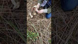 #Matsutake #mushrooms on the #Oregon coast. #mycology #foraging #fungi