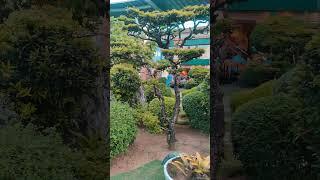 Bonsai