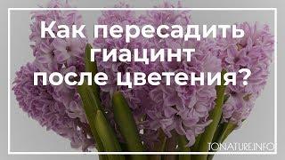 Как пересадить гиацинт после цветения? | toNature.Info