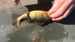 How to Fillet a Yellow Perch