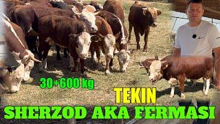 SHERZOD AKA KREDITGA 0% BARTER BOR 9 mlndan NARXLAR DASTAVKA TEKIN 30 TAGA 1TA BONUS ICHIDA