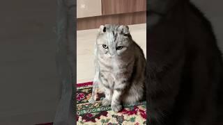 Девочки носят бантики!