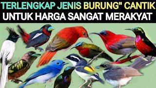 KIOS TERLENGKAP BURUNG" CANTIK & MASTERAN HARGA MERAKYAT DI PASAR BURUNG PRAMUKA HARI INI