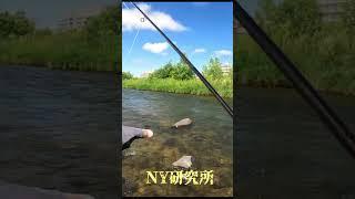 豊平川　札幌　ヤマメ　フライフィッシング　FlyFishing　Toyohira River #shorts