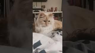 Bayun the cat! #cats #catlover #kitty #fluffy #kitten