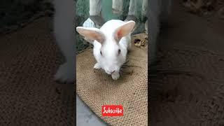 Cute Rabbit  Prince 