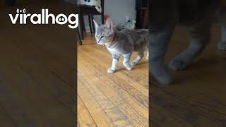 Grumpy Stompy Kitten || ViralHog