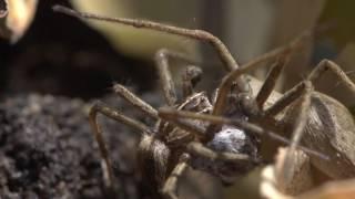 Nursery web spider - Trading a fly for sex