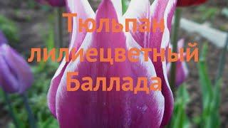 Тюльпан лилиецветная Баллада (tulipa tyulpan)  Баллада обзор: как сажать, луковицы тюльпаны Баллада