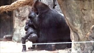 Silverback plays with his baby gorilla (Ebobo with Yoko)