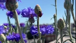 Cornflower Centaurea cyanus Asteraceae How To Grow & Uses