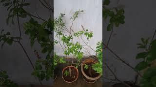 Fully Green Tulasi Plants (Holy Basil-aromatic) growing  in our garden as Tulasi Vanam, Looks Heaven