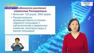 6-класс | Биология  | Класс двудольные растения. Семейство крестоцветные. Семейство розоцветные