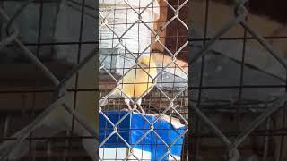 canary