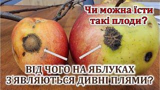 Від чого на яблуках з'являються дивні плями? Чи можна такі яблука їсти?