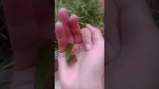 don't scroll, the tail is very long! #cuteanimals #buterfly #nature #crystals #insects #witchtok