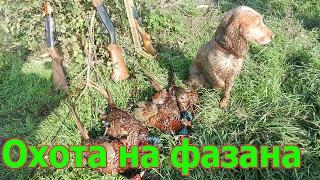 Охота на фазана. Pheasant hunt