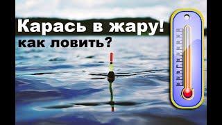 Как ловить карася в жару?