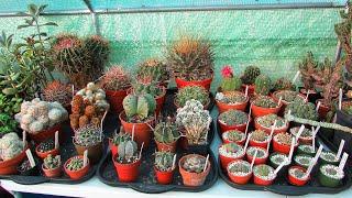 Overwintering Cacti & Succulents Vlog 3 - Mixed Cacti & Succulents