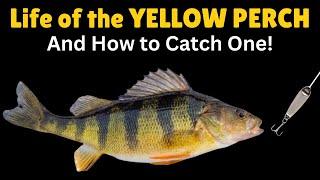 Life of the Yellow Perch & How to Catch One!