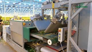 Bercomex Flora Harvester for Lisianthus processing at Waalzicht