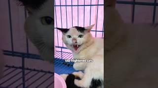 I hate peoples who hurt animals #shortvideo #rescue #cute #cat #animals