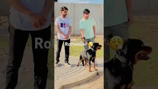 Sw pet house Rottweiler ‍