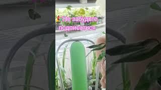  Посадка на фитиль растения #домашниерастения #plants #диффенбахия #калатея #растениянафитиле