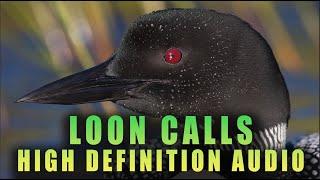 Common Loon Calls in High-Definition Audio - Part 1 - Best Loon Call Sounds on YouTube!