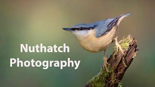 Photographing Nuthatches with MFT cameras