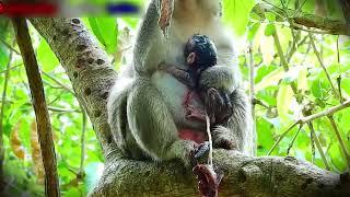 Monkey giving birth to Newborn Baby 