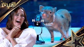 This PIGGY does UNTHINKABLE tricks at just 5 months old | Auditions 2 | Spain's Got Talent 2024