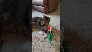 Walter's Christmas Stocking #christmascat #catshorts #christmasstocking #christmasshorts #catvideos