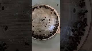 Cigarette beetles Playa del Carmen Mexico pantry insect pest life #flour #infestation #food #storage