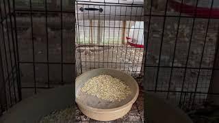 Starting the acclimation process for the rescued #chickens by introducing them slowly with a barrier