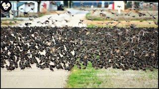 How American Farmers Deal With 200 Million Invasive European Starlings