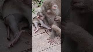 all times Kandra to hugs with Ly Ly and they are actives Mom to teaches her baby#shortvideos# felt..