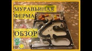 Обзор муравьиной фермы/формикарий